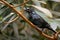 Asian Glossy Starling - Aplonis panayensis, beautiful colored perching bird