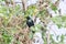 Asian Glossy Starling at koh lipe southern Thailand