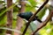 Asian glossy starling prepares to take flight from branch, against a foliage background