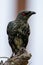 Asian Glossy Starlings bird standing on electric cable