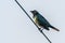 Asian Glossy Starlings bird standing on electric cable