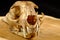 Asian goldden cat or Temminck\'s cat skull and canine