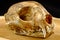 Asian goldden cat or Temminck\'s cat skull and canine