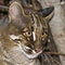 Asian Golden Cat or Temminck`s Cat, catopuma temmincki, Portrait of Adult