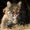 Asian Golden Cat or Temminck`s Cat, catopuma temmincki, Portrait of Adult