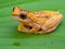 Asian golden frog perched on a lush green leaf in a dense tropical jungle setting