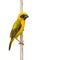 Asian Golden Weaver