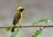 Asian Golden Weaver, beautiful yellow bird perching on fresh lea
