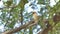 Asian Golden Weaver on branch.