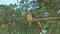 Asian Golden Weaver on branch.