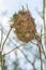 Asian golden weaver nests