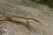 Asian grass lizard, six-striped long-tailed lizard