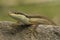 Asian grass lizard, six-striped long-tailed lizard