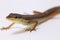 Asian grass lizard, six-striped long-tailed lizard, or long-tailed grass lizard Takydromus sexlineatus