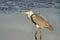 Asian Gray Heron, Hong Kong