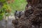 Asian gray squirrel on dates tree palm close up, wildlife animal chipmunk eating seed, mammal rodents fauna natural plants leaf