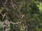 Asian green bee eater and Bohm\'s bee eater on same branch of a tree.(Selective focus)