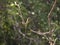 Asian green bee eater with open beak.(Selective focus)