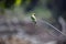 Asian green bee eater perched on a branch