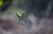 Asian green bee eater perched on a branch