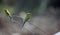 Asian green bee eater perched on a branch