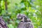 Asian grey squirrel eating a nut on the top of tree trunk in the