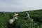 Asian group farmer working collecting tea leaves in the tea plantations