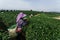 Asian group farmer working in the lush fields of a terraced farm