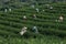 Asian group farmer working in the lush fields of a terraced farm