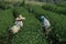 Asian group farmer working in the lush fields of a terraced farm