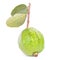 Asian guava fruit Psidium guajava with large stalk and green leaves isolated on white