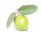 Asian guava fruit Psidium guajava with large stalk and green leaves isolated on white