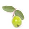 Asian guava fruit Psidium guajava with large stalk and green leaves isolated on white