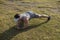 A asian guy does planks on the grass at a park outdoors. Core and abdominal bodyweight exercise or calisthenics