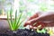 Asian hand cultivate aloe vera in good soil on blur background