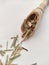 Asian herb dried lemongrass, cymbopogon on a wooden spoon