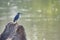 Asian heron standing on a rock