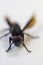 Asian Honey Bee Resting on White Floor and the eyes in focus