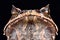 Asian horned frog Megophrys montana