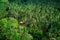 Asian hut cottage in lush green jungle, panoramic view