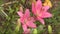 Asian hybrid lily flower of pink color