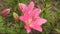 Asian hybrid lily flower of pink color