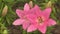 Asian hybrid lily flower of pink color