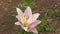 Asian hybrid lily flower of white-pink color