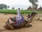 Asian Indian Men Camel Drivers with Camel