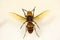 Asian or Japanese giant hornet