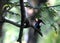 Asian Kingfisher in natural environment