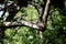 Asian Kingfisher perched in forest tree, india