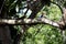 Asian Kingfisher perched in forest tree, india