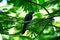 Asian koel bird Eudynamys scolopaceus male perching on branch
